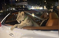 Поездки по Паттайе со львом привели туриста к депортации